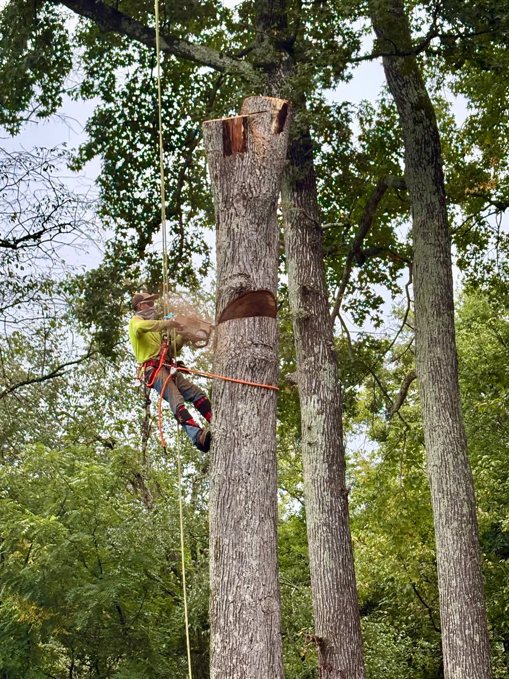 Tree removal
